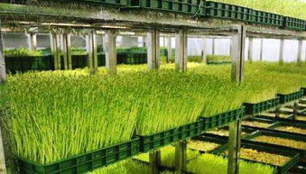 菜立方 在市場(chǎng)上占盡先機(jī)